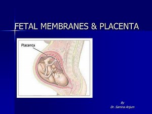 PPT - FETAL MEMBRANES & PLACENTA PowerPoint Presentation, free download - ID:4938339