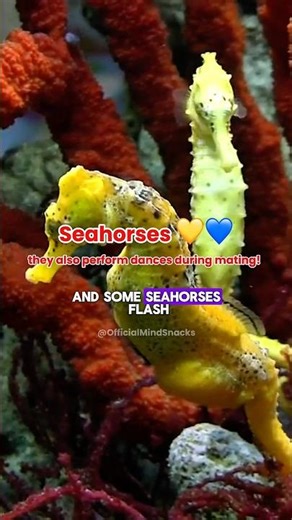 5 Animals That Can Change Colour | 15 Animals The Mimic Octopus Can Imitate #shorts