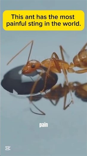 “Bullet Ant”