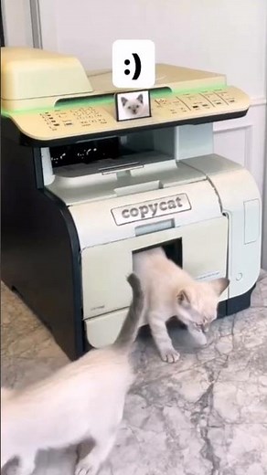 cat copier. copy the kittens on the photocopier
