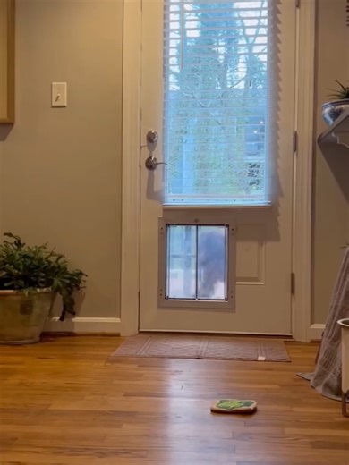 Funny Talking Dogs Compilation