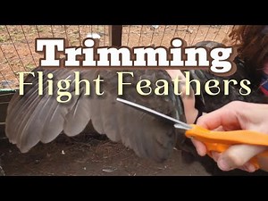 How to Painlessly Trim a Chickens Flight Feathers