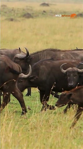 ALONE AGAINST A LIONESS - THE FATE OF THE LITTLE BUFFALO #wildlife | WILD ANIMALS