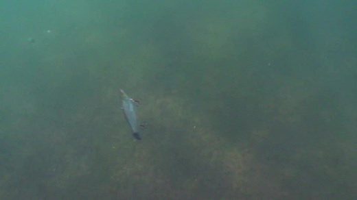 Bill Lewis Big Gizz - Bassmaster