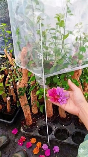 Step-by-Step: Rooting + Grafting Bougainvillea Like a Pro 🌿🔥 #farminglife #farming
