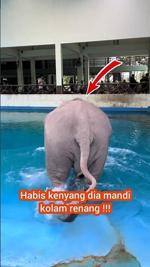 Elephant Eats Jackfruit Until Full !!! Already Full, Takes A Bath In The Swimming Pool !!!