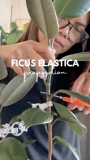 25 reactions | Propagating my Ficus Elastica ✨ Did you know Ficus takes a long time to root? Using this Prop Drops that are packed with rooting hormones to help speed up the process and boost success. Have you used it before? Stay tuned for updates! #FicusPropagation #PlantParenthood #RubberPlant" | plantedby.ycee | Facebook