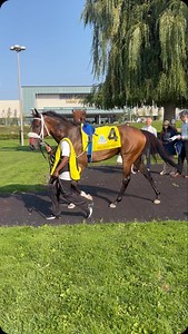 The girls put on a show yesterday❤️‍🔥 FULL COUNT FELICIA took the fillies and mares gate-to-wire in an epic renewal of the Grade 1 E.P. Taylor Stakes at @woodbinetb 🇨🇦🐎 #horse #horseracing #toronto #ontario #canada #woodbine #summer #fall | Horse Racing Nation