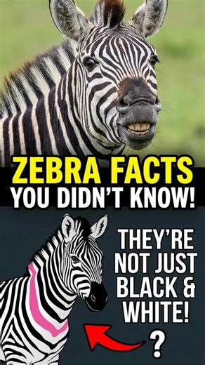 Zebra Stripes Are a WEAPON, Not Camo