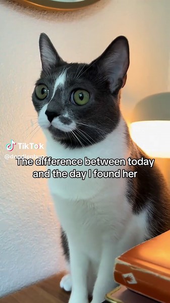 Discovering My Adorable Alien Kitten