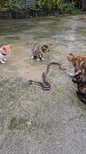 31K views · 222 reactions | Cats think snake  is a toy #cat #snake #kitten #catvssnake #bravecat | Andaman Baby | Facebook