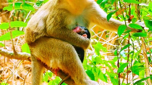 35K views · 1.1K reactions | Top amazingly most special videos! animals monkey giving birth baby successful | Monkey Video | Facebook