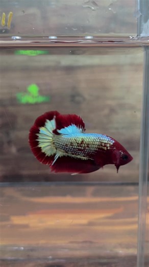 Discover Fishkinian Aquatic Products for Betta Fish