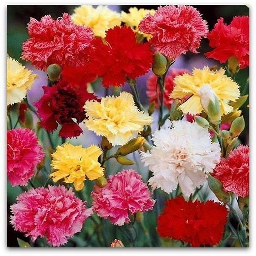 Significado de los claveles: Conoce lo que quieren decir cada uno