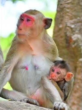 Very adorable baby with momma #wildlife #monkey