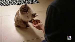 Hill's Pet Nutrition TV Spot, 'Science Did That'