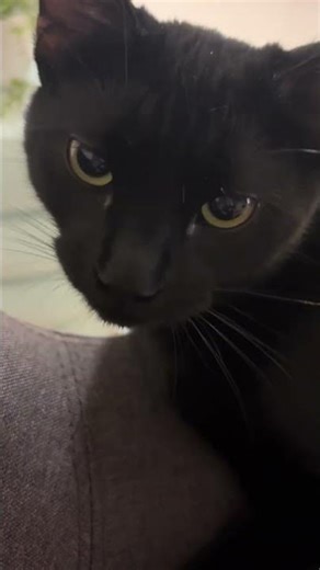 Disclaimer hair ball sounds #cat #hairball