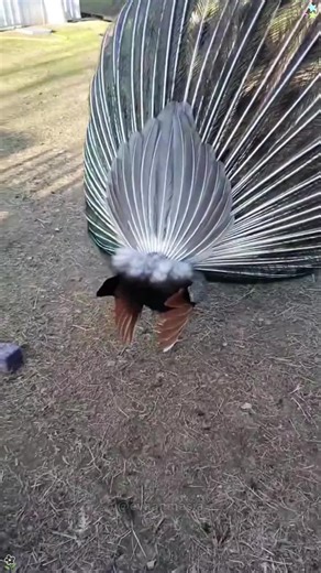 Dramatic Peacock Behavior: Funny Animal Moments
