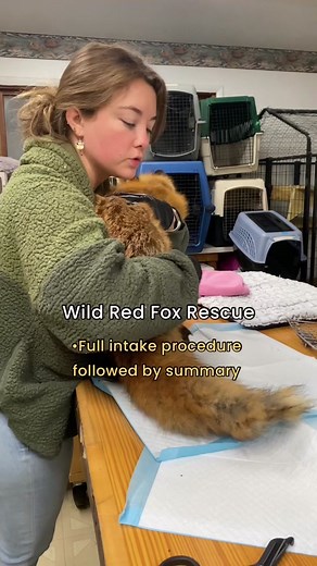 New adult Red fox #wildliferehab patient. I tried to grab a bunch of behind-the-scenes footage of this intake for you guys. ❤️ This took me a bit to edit, and after trimming down, it still turned out to be a 6 minute video, so stay tuned - I’ll post a part 2 soon! As usual, I’d like to say thank you so much, my dear social media fam, for being the backbone of this rescue; your support makes moments like this possible. #wildlife #rescue #hbc #animals #happyholidays