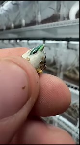 Lagartija de Sakishima (Takydromus dorsalis), es una especie de lagarto de la familia Lacertidae. Es endémica de las islas Yaeyama (isla Ishigaki, isla Iriomote, isla Kohama y Kuroshima) en el sur de Japón. Su estado de conservación se encuentra en peligro de extinción debido a la pérdida de su hábitat y a la introducción de pavorreales invasores. Como siempre la reproducción en cautiverio ayuda a mantener las poblaciones silvestres estables, en el video podemos apreciar a un ejemplar que acaba 