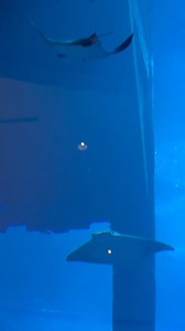 27K views · 2.3K reactions | The Dubai Mall Aquarium  | Welcome to Dubai | Facebook