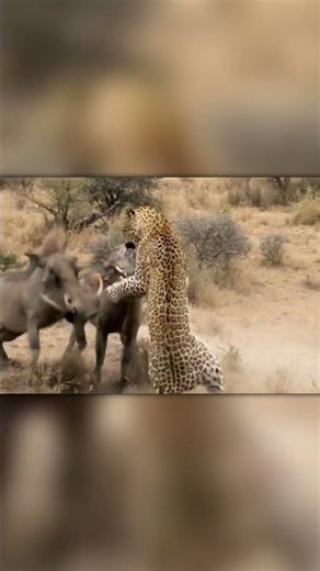 Two Warthogs Fight Back: Leopard’s Toughest Moment