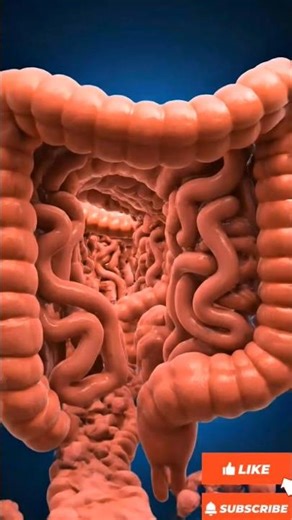 Inside Your Colon 💩 | Hyperrealistic 3D Digestion Animation