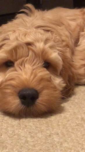 Easy as A, B, 3 #countrylivin #kinglyvale #kingarthurcockapoo #cockapoosoftiktok #fyp #foryou