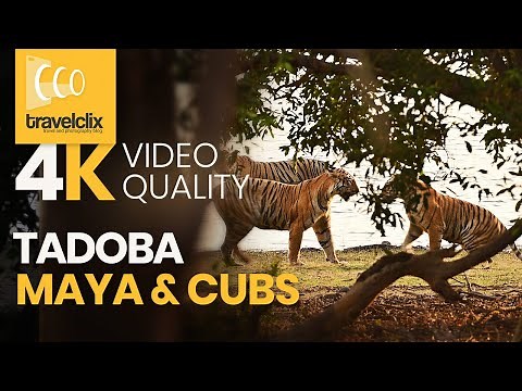 Maya Tigress - The Queen of Tadoba | Tadoba National Park | Tadoba Andhari Tiger Reserve | June 2019