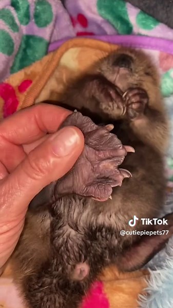 Adorable Baby Beaver Behaviors Captured