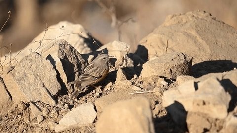clip-3992442879-natural-mountain-area-reveals-alpine-accentor-attentive