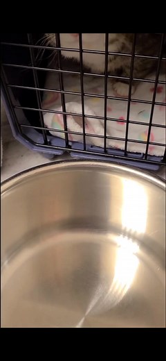 Kennel Steam to Help Cat Cold