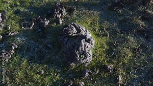 Close up on some ox manure a natural fertiliser for the grass that the ox herds feed on, camera rotating to the right. 4K, 60fps.