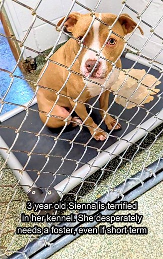 Some dogs don't do well in the animal shelter 😢 3 year old Sienna is one of those dogs Her wish list is simple - find a foster or adopter ASAP in or around Columbia, SC Fostering saves lives ❤️ #fosteringsaveslives #wishlist #adoptdontshop #columbiasc | Mike Young