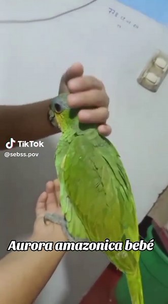 Exploring the Aurora Amazonica Bird in Peru