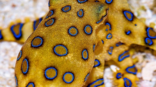 Octopuses are amazing survivors. Here are some of the tricks they use to help them stay alive