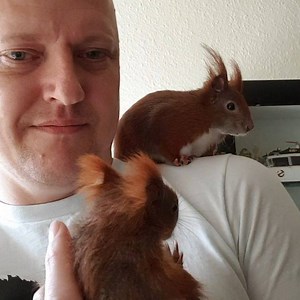 Getting them climbing skills 🐿️ Jumper is slowly getting more sure of himself. Tintin is fine with Jumper, as long as he keeps his distance. Jumper is very interested in Tintin and his movements, keeping a close eye on Tintin. But, we shouldn't count on Tintin being Jumpers teacher. As long as Tintin accepts Jumpers visit, he's doing more than a wild male would accept. A wild male would have chased him off his territory, so Tintin is being a very good boy. . . FanArt, PayPal and contact: Tintin