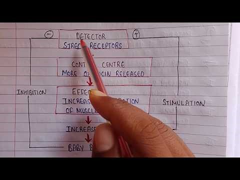 Positive feedback system | Homeostasis | Human Anatomy and physiology Unit 1