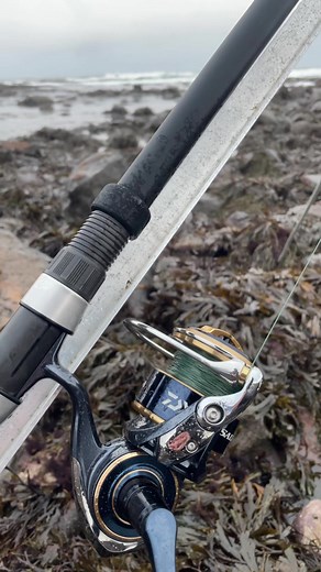 Big Northumberland Piggy Caught While Fishing
