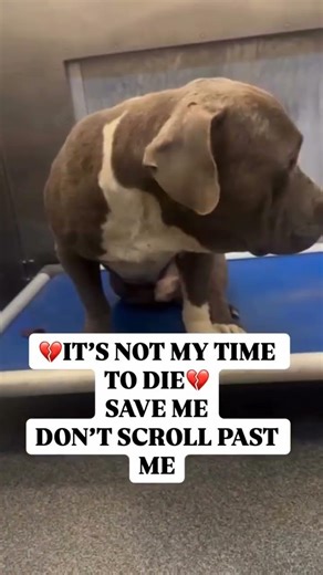 💔 HE IS FADING… AND TUESDAY AT 5PM WILL BE HIS LAST MOMENT IF WE FAIL HIM #usa #uk #canada #germany