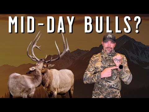 Elk Hunters Must Understand This Daily Pattern to Find More Bulls