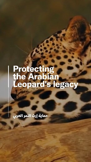 2.1K views · 43 reactions | #ArabianLeopard: Listed as critically endangered on the IUCN Red List of Threatened Species. With less than 200 Arabian Leopards left in the wild, initiatives are underway in the Kingdom to prevent their extinction and reintroduce more animals into the wild.  #InternationalArabianLeopardDay | Saudi Green Initiative | Facebook
