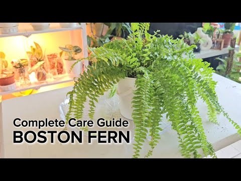 WHY Your BOSTON FERN is DYING? SECRET to a Lush BOSTON FERN