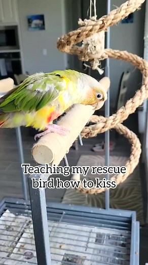 Can you teach a parrot to talk Yes and no. Many parrots will naturally mimic sounds they hear in their environment. They may mimic a persons speech as well. These sounds can be put on cue through | Lawson Oneal