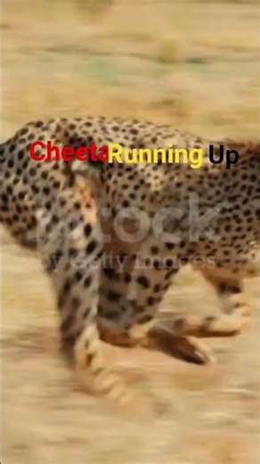 “Unbelievable Cheetah Speed – Watch Till the End!”