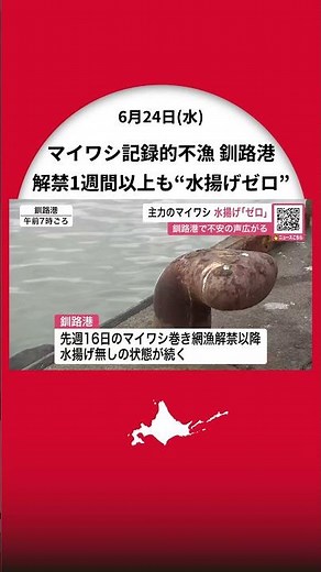 【道東沖マイワシ巻き網漁】解禁から1週間たっても“水揚げゼロ”太平洋側で記録的不漁『釧路港の水揚げの柱』なのに…漁業関係者の不安募る～先行解禁の日本海側では豊漁〈北海道釧路市〉