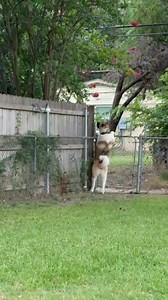 Simba son | Akitas East Texas