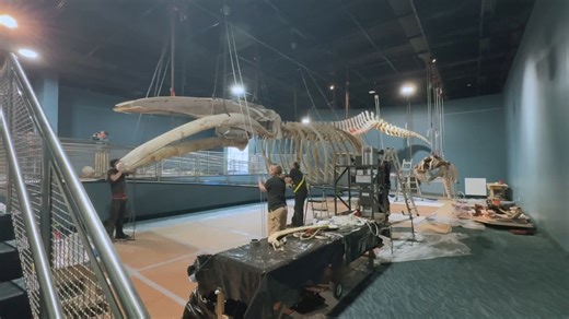 Full size Humpback Whale skeleton in place at Maine State Museum as the museum works to reopen after closing five years ago