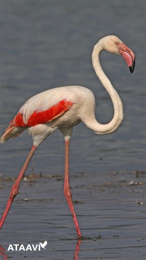 Ataavi Bird Foundation on Instagram: "From coasts to grasslands, Maharashtra shelters some truly fascinating birdlife. This video features just a few of the species that thrive across the state’s diverse habitats. 🐦"