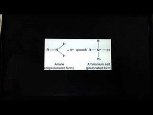 Protonation of amino acids